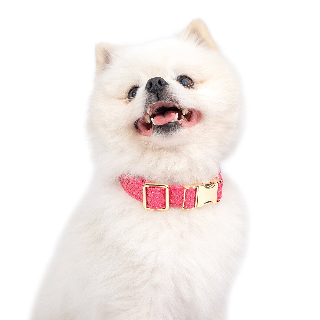 Promoción de Lanzamiento Pechera + Correa / 1 Collar de regalo - Fucsia