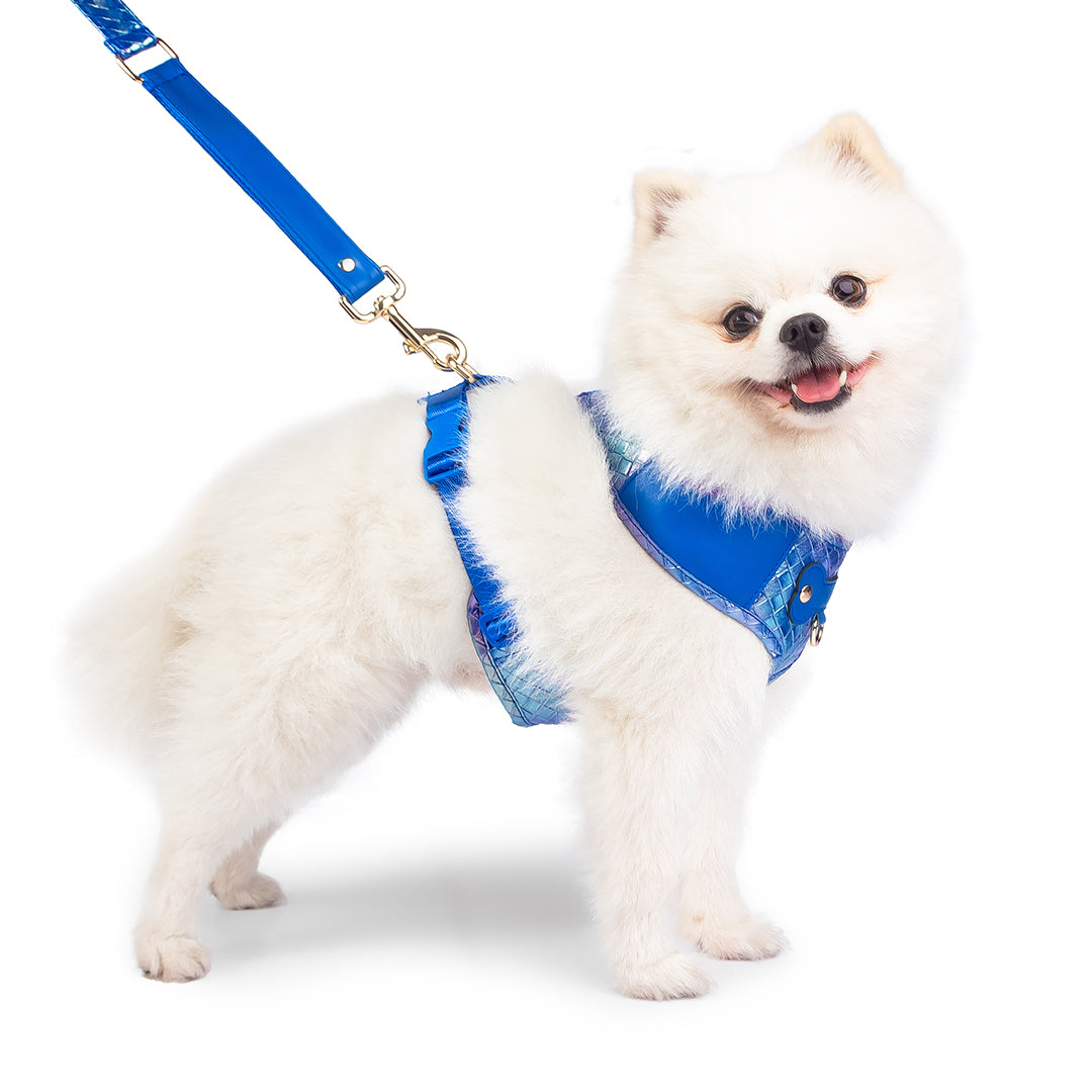 Promoción de Lanzamiento Pechera + Correa / 1 Collar de regalo - Azul