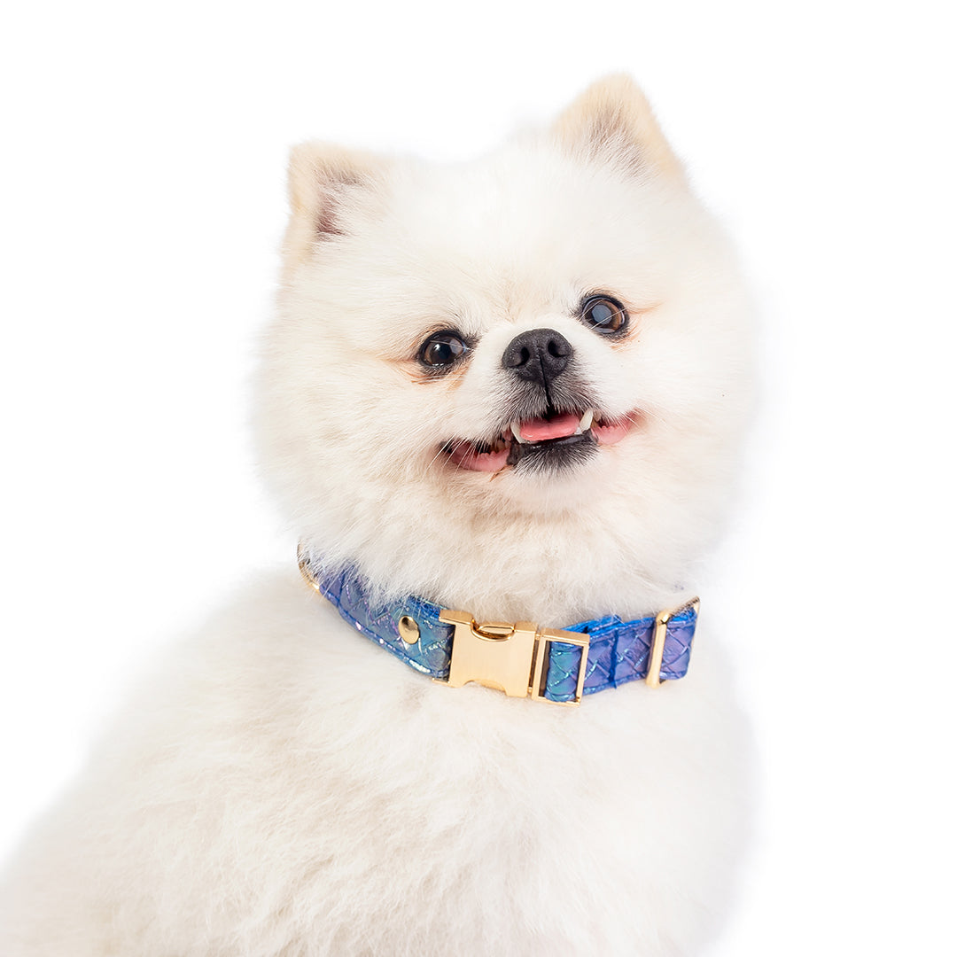 Promoción de Lanzamiento Pechera + Correa / 1 Collar de regalo - Azul