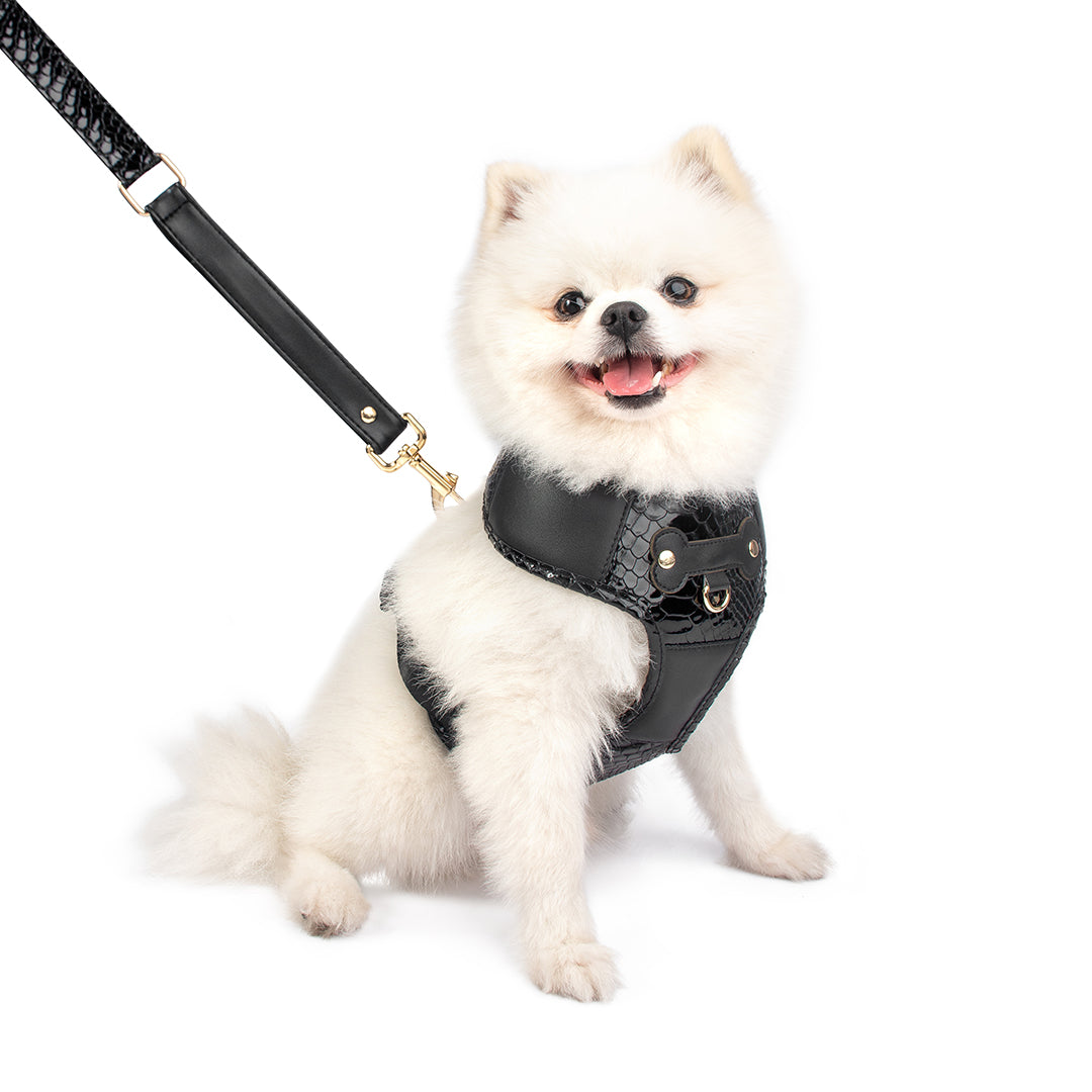 Promoción de Lanzamiento Pechera + Correa / 1 Collar de regalo - Negro