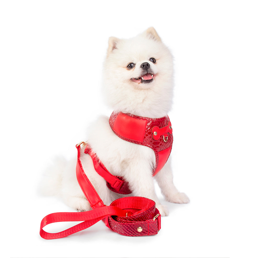 Promoción de Lanzamiento Pechera + Correa / 1 Collar de regalo - Rojo
