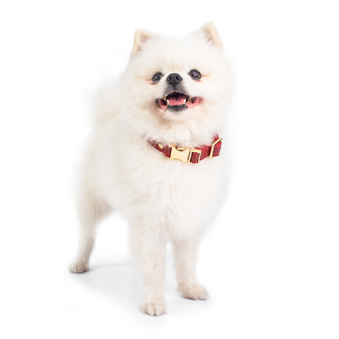 Promoción de Lanzamiento Pechera + Correa / 1 Collar de regalo - Rojo