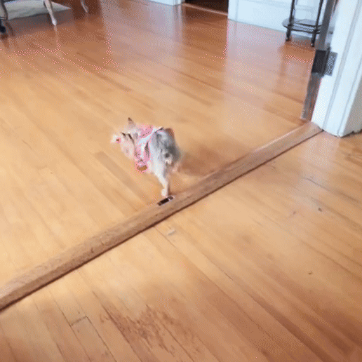 Pelota Smart Interactiva Perros y Gatos 360 grados