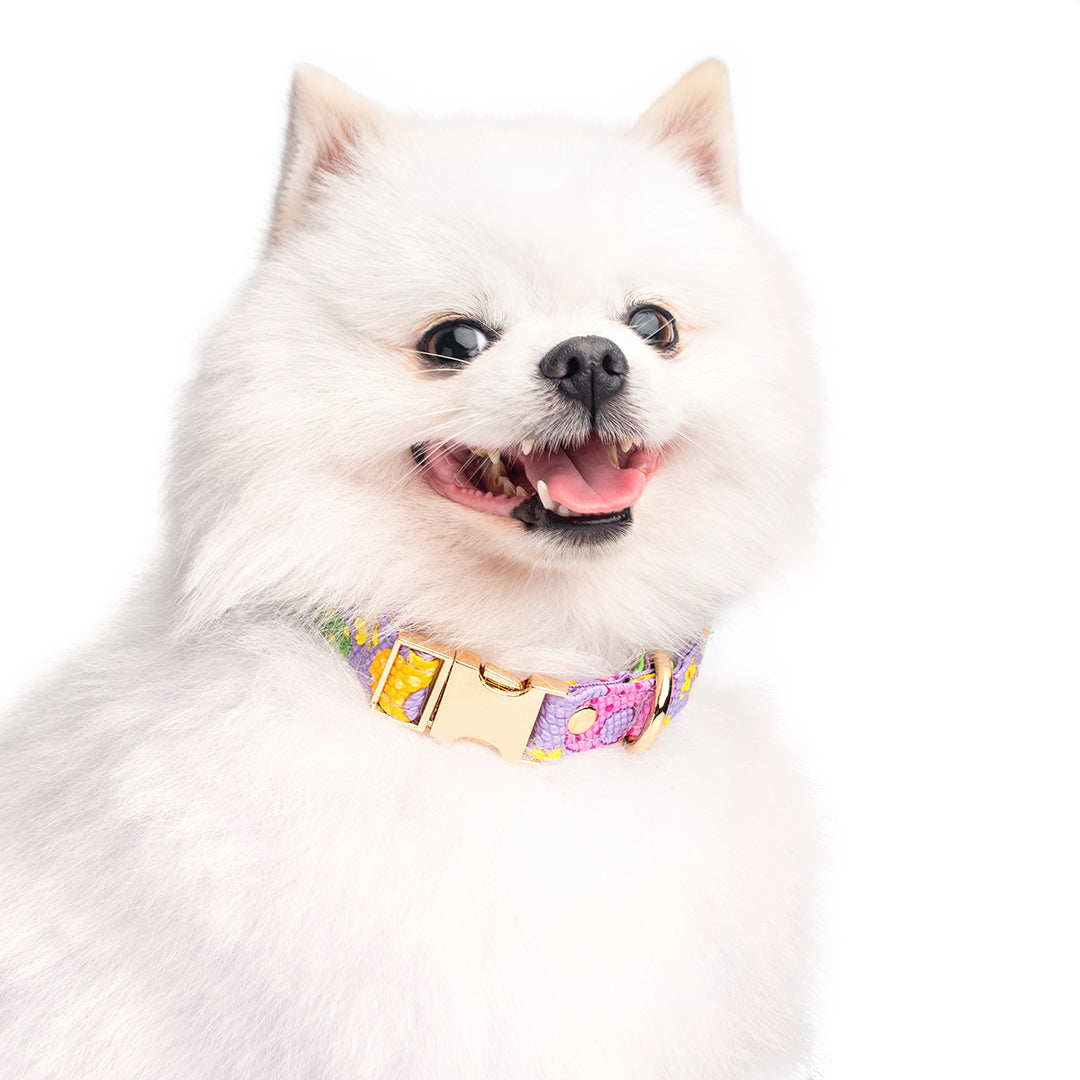 Collar Premium para mascotas 🐾