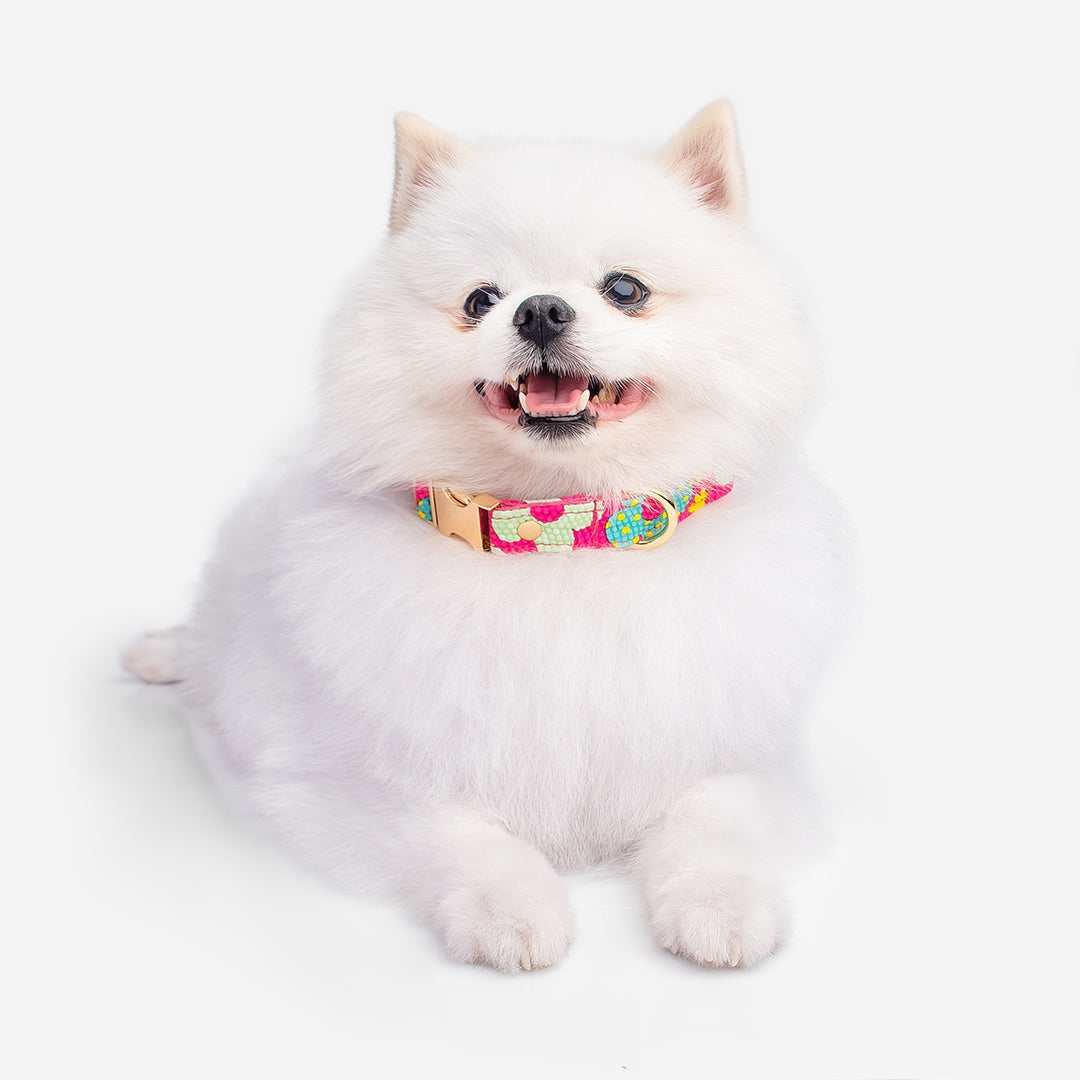 Collar Premium para mascotas 🐾