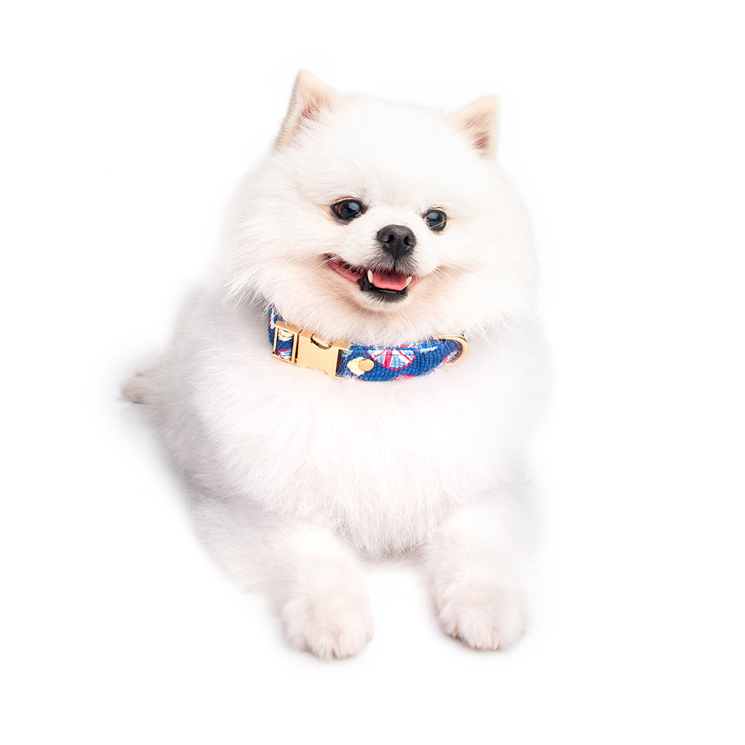 Collar Premium para mascotas 🐾