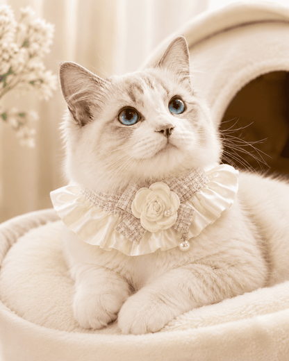 Lazo Estilo Chanel De Gato
